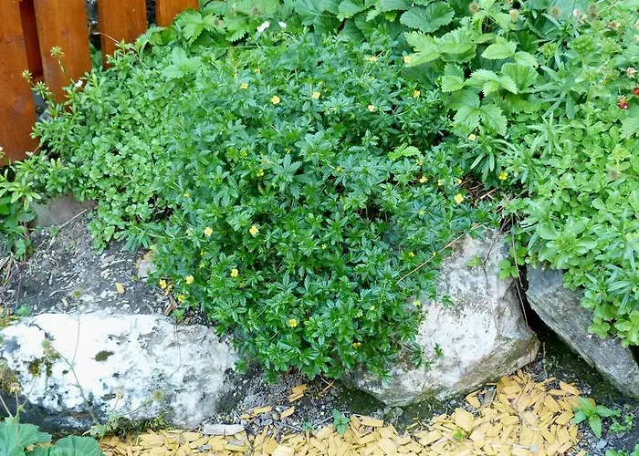 Brandegg Apartamento